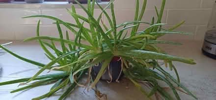 Photo of free Houseplants (West Felton SY11) #1