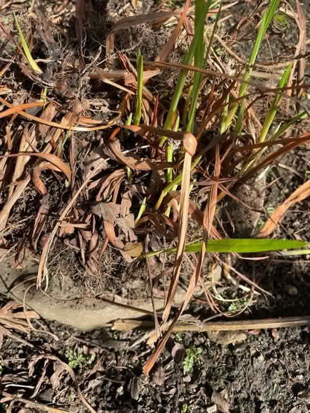 Photo of free Crocosmia bulbs (Barnton EH4) #1