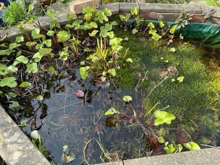 Photo of free Pond plants (Liverpool 13 /Stoneycroft) #1