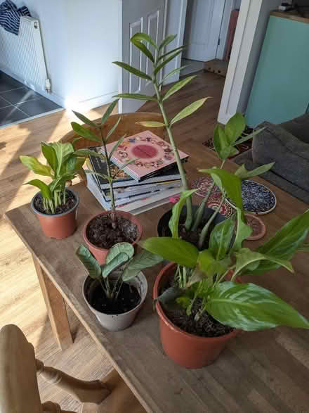 Photo of free Houseplants (Sundorne SY1) #1