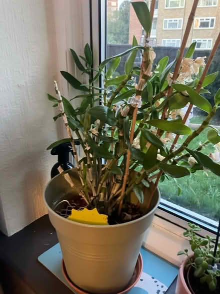 Photo of free Orchid plant with orchid mist (Waddon) #1