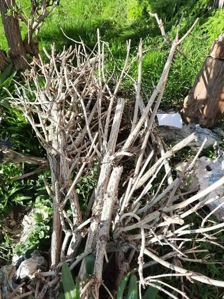 Photo of free Wood for burning (Spondon DE21) #2