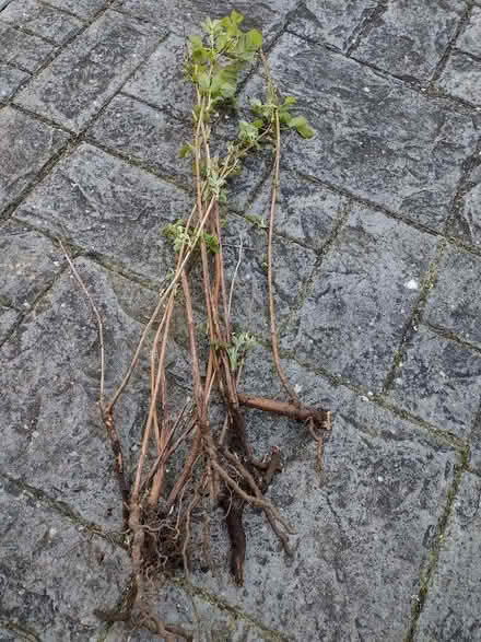 Photo of free Raspberry plants (Pokesdown BH5) #1