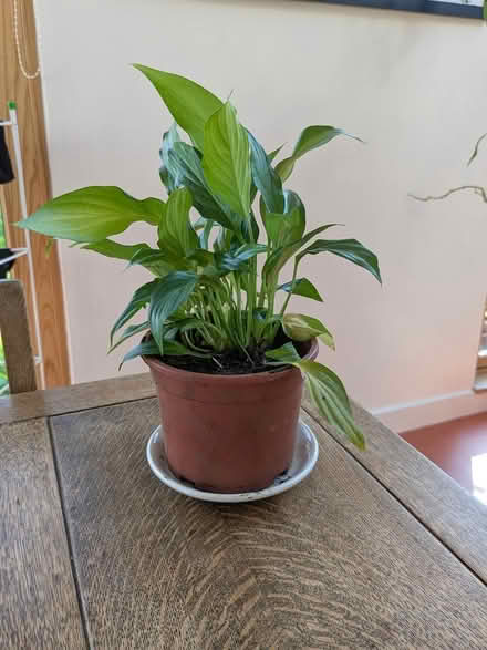 Photo of free House plants (Edinburgh EH7) #1