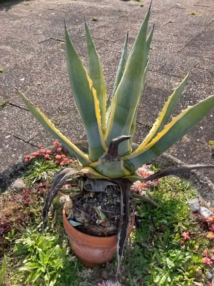 Photo of free Agave plant (CT10) #2