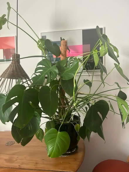 Photo of free Large monstera (Musselburgh EH21) #1