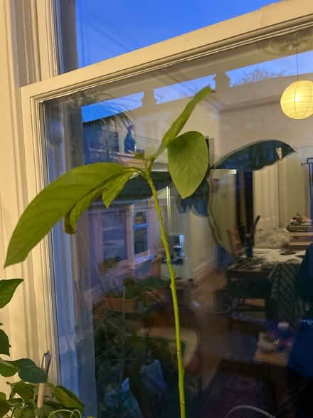 Photo of free Avocado plant, about 1m tall (Cotham BS6) #2