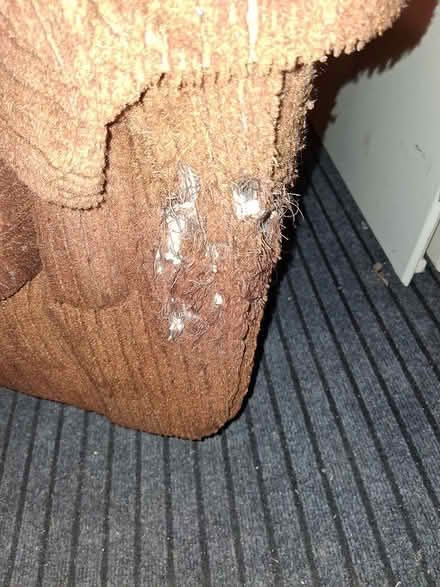 Photo of free Armchair (Old Ottawa South) #2