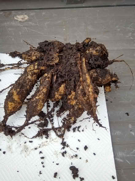 Photo of free Dahlia tubers (Orton Goldhay) #1