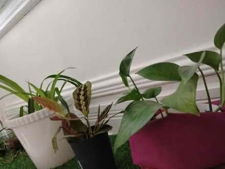 Photo of free Potted indoor plants (Old Ottawa East) #1