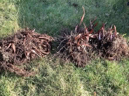 Photo of free Crocosmia tubers (Montrose DD10) #1