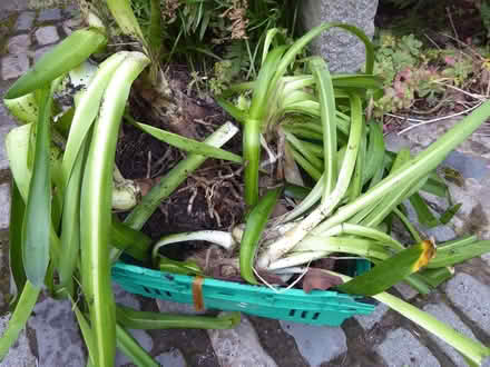 Photo of free More Blue Agapanthus (Bray) #1