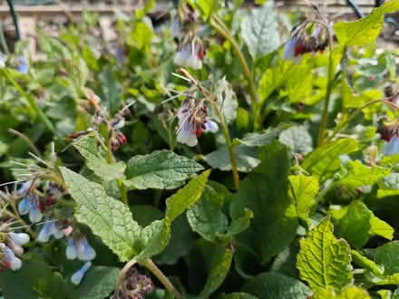 Photo of free Recently dug comfrey (Stirchley B29) #2