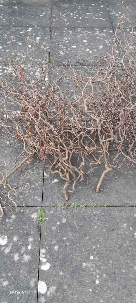 Photo of free Twisted hazel branches (Rugby CV21) #1