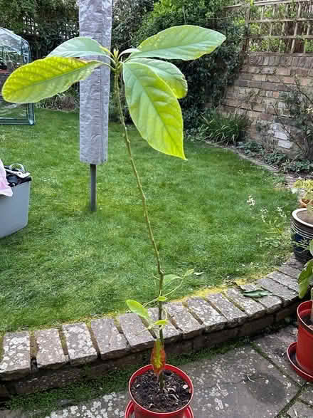 Photo of free Avocado plant, about 1m tall (Cotham BS6) #1