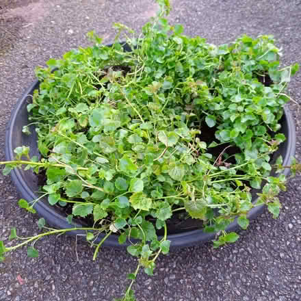 Photo of free Campanula plant pieces (Hockley Port B18) #1