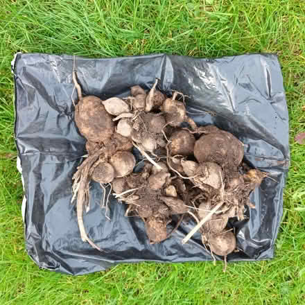 Photo of free Dahlia tubers (Hockley Port B18) #2
