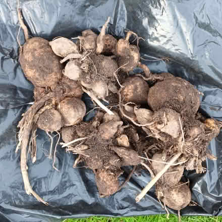 Photo of free Dahlia tubers (Hockley Port B18) #1