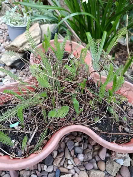 Photo of free Achillea cerise queen plants (Walkley, S6) #1