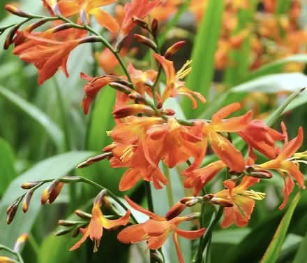 Photo of free Crocosmia tubers (Montrose DD10) #2