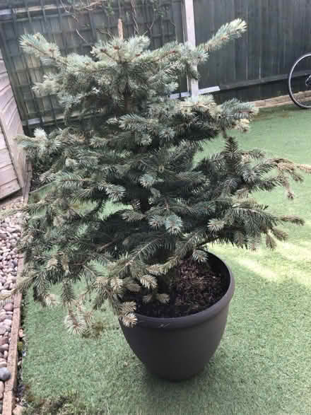 Photo of free Christmas tree (TW2) #4