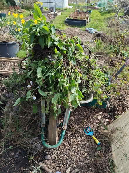 Photo of free Recently dug comfrey (Stirchley B29) #3
