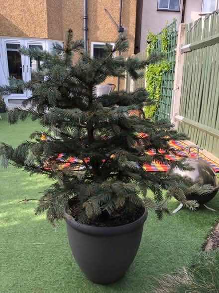 Photo of free Christmas tree (TW2) #3