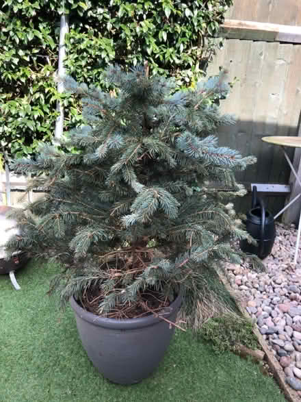 Photo of free Christmas tree (TW2) #2