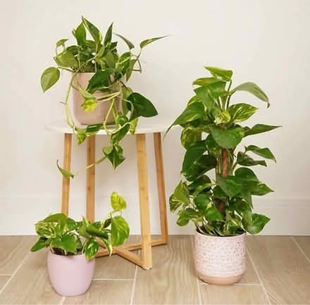 Photo of Plant cuttings (Liverpool L3) #1