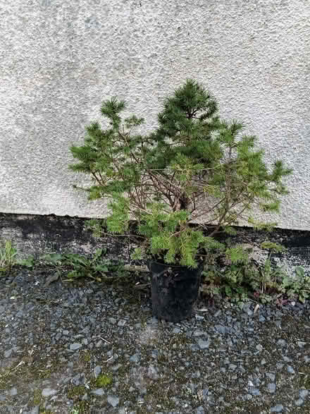 Photo of free Small Christmas tree (Totnes follaton) #1