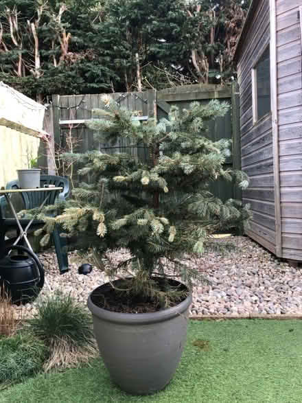 Photo of free Christmas tree (TW2) #1