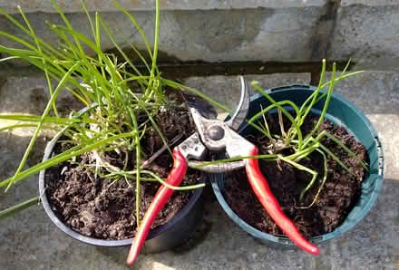 Photo of free Chives (Glyne Gap TN40) #1