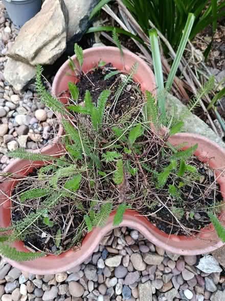 Photo of free Achillea cerise queen plants (Walkley, S6) #2