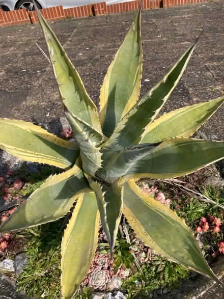 Photo of free Agave plant (CT10) #1