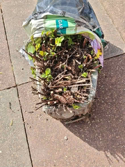 Photo of free Garden mint (Oakley RG23) #1