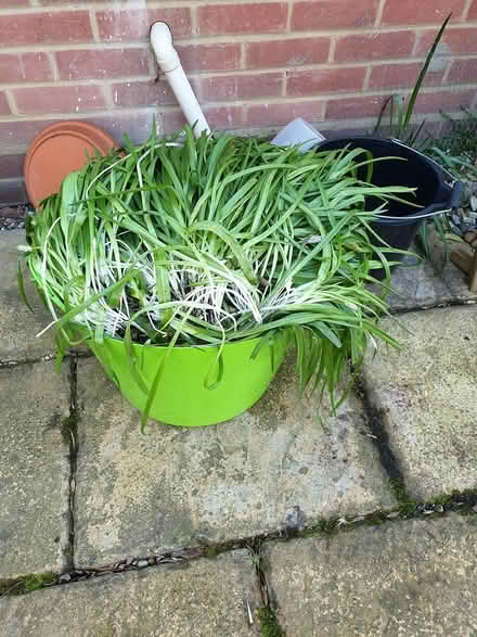 Photo of free Bluebells (Sawbridgeworth CM21) #1