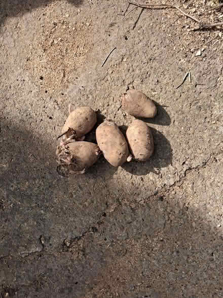 Photo of free Nicola seed potatoes (Ledbury, HR8) #1