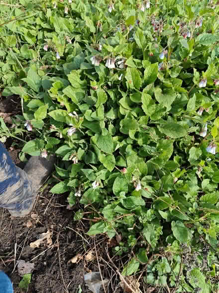 Photo of free Recently dug comfrey (Stirchley B29) #1