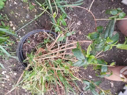 Photo of free Garden plant (Killamarsh S21) #1
