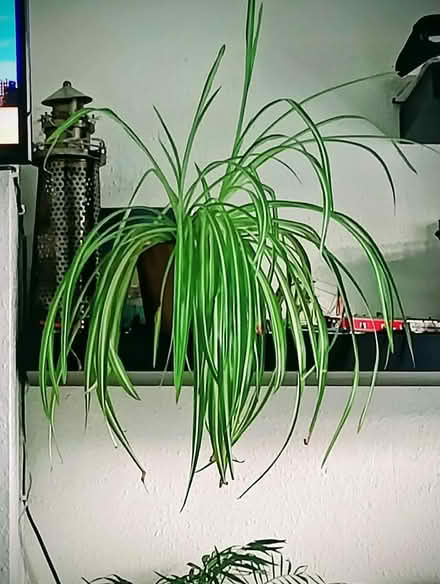Photo of free Large spider plant (Temple Cowley OX4) #1