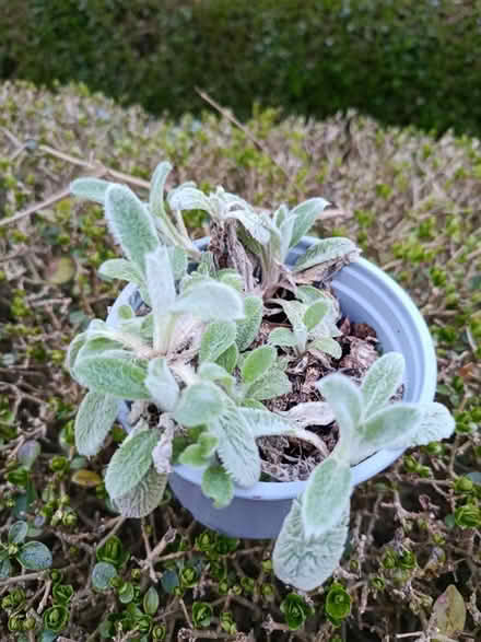 Photo of free Lamb's ear plants (Walkley, S6) #1