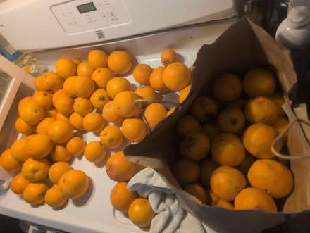 Photo of free oranges from our tree (right by Old Town Clovis) #1