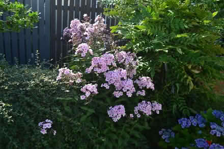 Photo of free Phlox perenial (Glenrothes KY7) #3