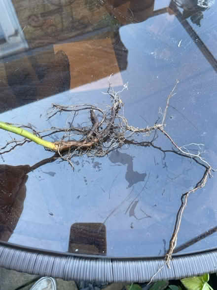 Photo of free Passion flower root (Welling DA16) #1