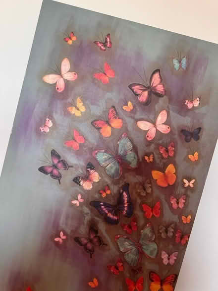 Photo of free Butterfly Canvas (Witham CM8) #4