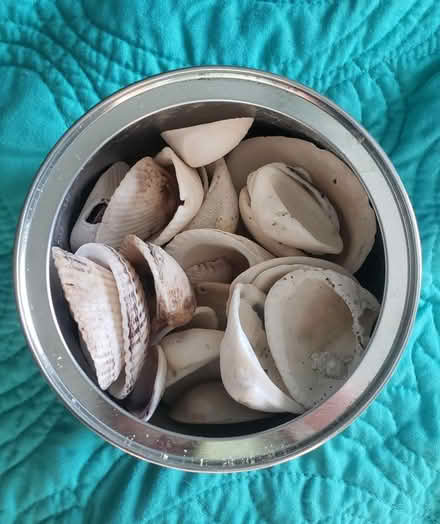 Photo of free Sea shells (Kirkwood) #1