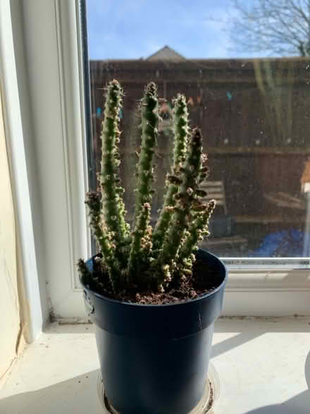 Photo of free Cactus (Temple Cowley OX4) #1