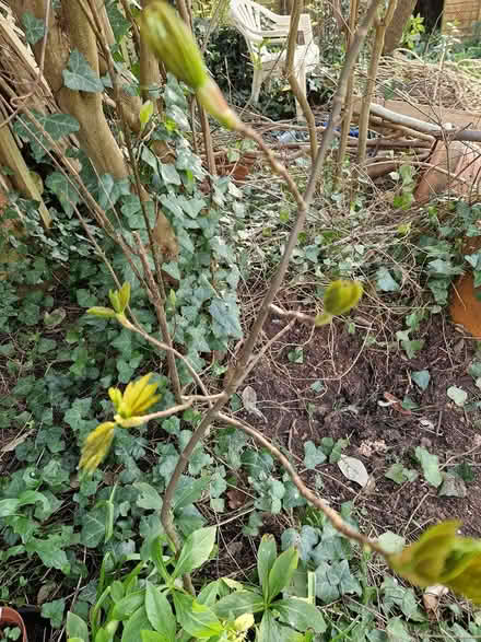 Photo of free Sycamore saplings (Wimborne Town centre, BH21) #2