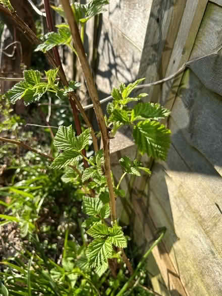 Photo of free Raspberry canes (Hollingdean BN1) #1