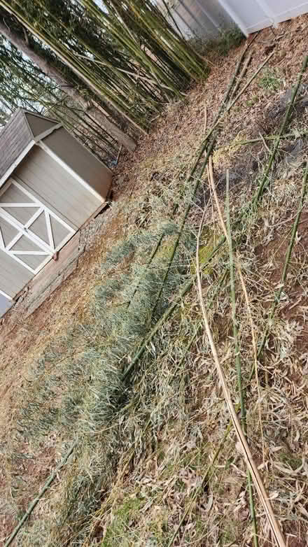 Photo of free Bamboo (Somerset) #1